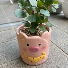 カランコエ　多肉植物の画像
