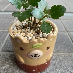 カランコエ　多肉植物の画像