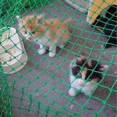 里親を探しています