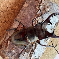 三重県津市産ミヤマクワガタ58.6㎜ペアの画像