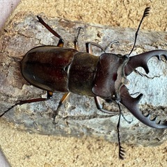 三重県津市産ミヤマクワガタ58.6㎜ペアの画像