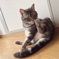 一時募集を停止します☆グレーの可愛い女の子♪