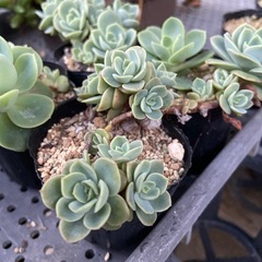 多肉植物　メローイエロー　４ポットの画像