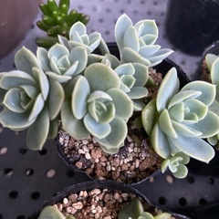 多肉植物　メローイエロー　４ポットの画像