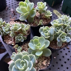 多肉植物　メローイエロー　４ポットの画像