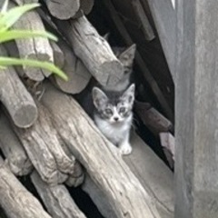 人馴れこれからの子猫ちゃん