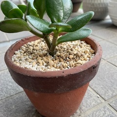 金のなる木の画像