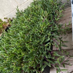 多肉植物　ルビーネックレス　トレーごと　モリモリの画像