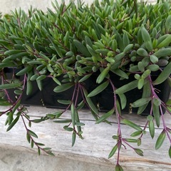 多肉植物　ルビーネックレス　トレーごと　モリモリの画像