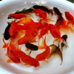 金魚の画像