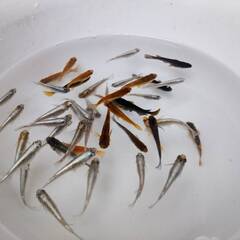 金魚の画像