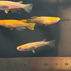 朱天幻龍2ペア 片目ブルーアイ メダカ　の画像