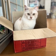クリームさん♪決めたらずっと甘えん坊