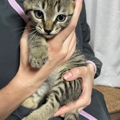 生後約2ヶ月 - 猫