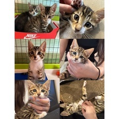 生後2.5ヶ月 ♂ 🐯甘えん坊の虎ちゃん🐈🐾