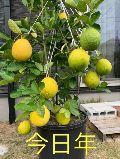 レモン木
3年間