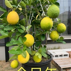 レモン木 3年間