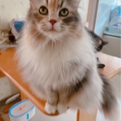 賢いさび三毛ちゃん(^^)