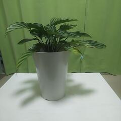 カラテア フレディ 観葉植物の画像