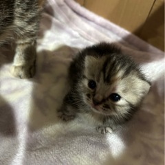 マンチカン短足 子猫 25万円 予約受付中