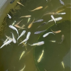 mixメダカ　幼魚 30匹セットの画像