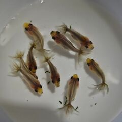 東錦🐟の画像
