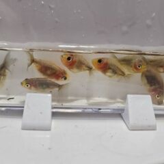 東錦🐟の画像