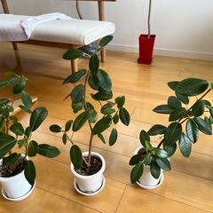 フランスゴム(観葉植物)#売約済