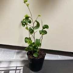 ベンジャミンバロック③