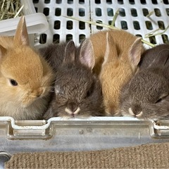 子うさぎ ネザーランドドワーフ 4匹