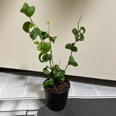 ベンジャミンバロック④