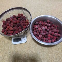 　特別価格！　果物　フルーツ　天然　完全無農薬　ヤマモモ　やまも...