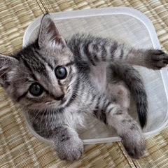 《かわいいサバトラのメスの赤ちゃん》1匹の里親募集！