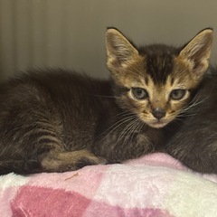 オス猫キジトラみたいな柄