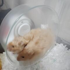 ゴールデンハムスター