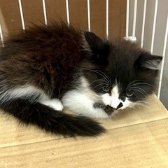 長毛黒白男の子2ヶ月