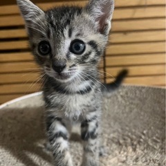 子猫　キジトラ　男の子