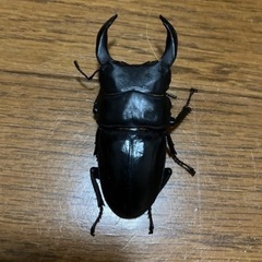 取引先決定しました。6月30日更新！オオクワガタオス1匹・メス1匹の画像