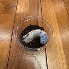 ヘラクレスオオカブト幼虫6匹の画像
