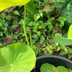 八重茶碗蓮①バケツ売り の画像