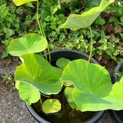 八重茶碗蓮①バケツ売り の画像