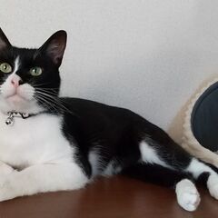 里親さんを探しています