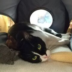 味わいのある顔立ちの猫さんです - 猫