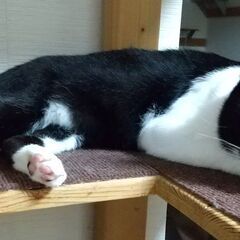 味わいのある顔立ちの猫さんです − 埼玉県