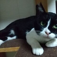 味わいのある顔立ちの猫さんです - 里親募集