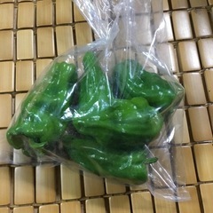 EM菌栽培 ピーマンの画像