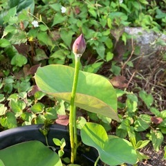 八重茶碗蓮②バケツ売り
の画像