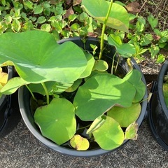 八重茶碗蓮②バケツ売り
の画像