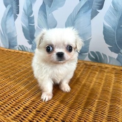チワペキの男の子