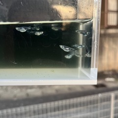 メダカ　黒百式の画像